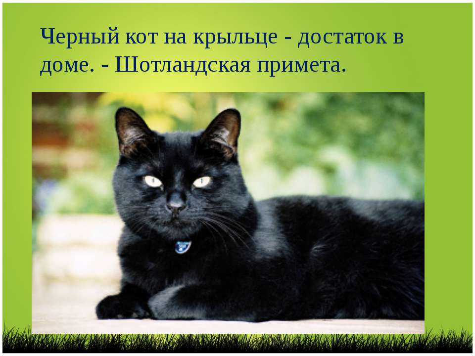 Черная кошка или кот в доме, перебежала дорогу – приметы, поверья, суеверия