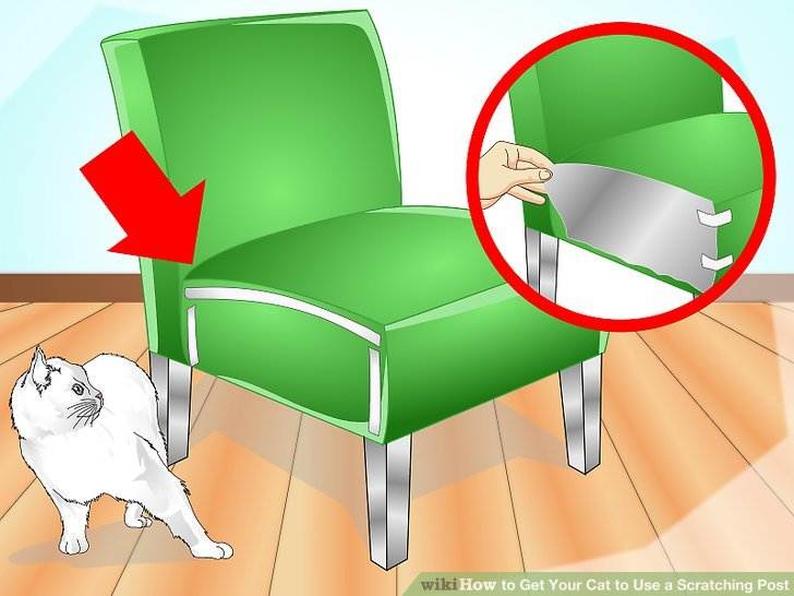 Как отучить кота драть мебель | zoosecrets