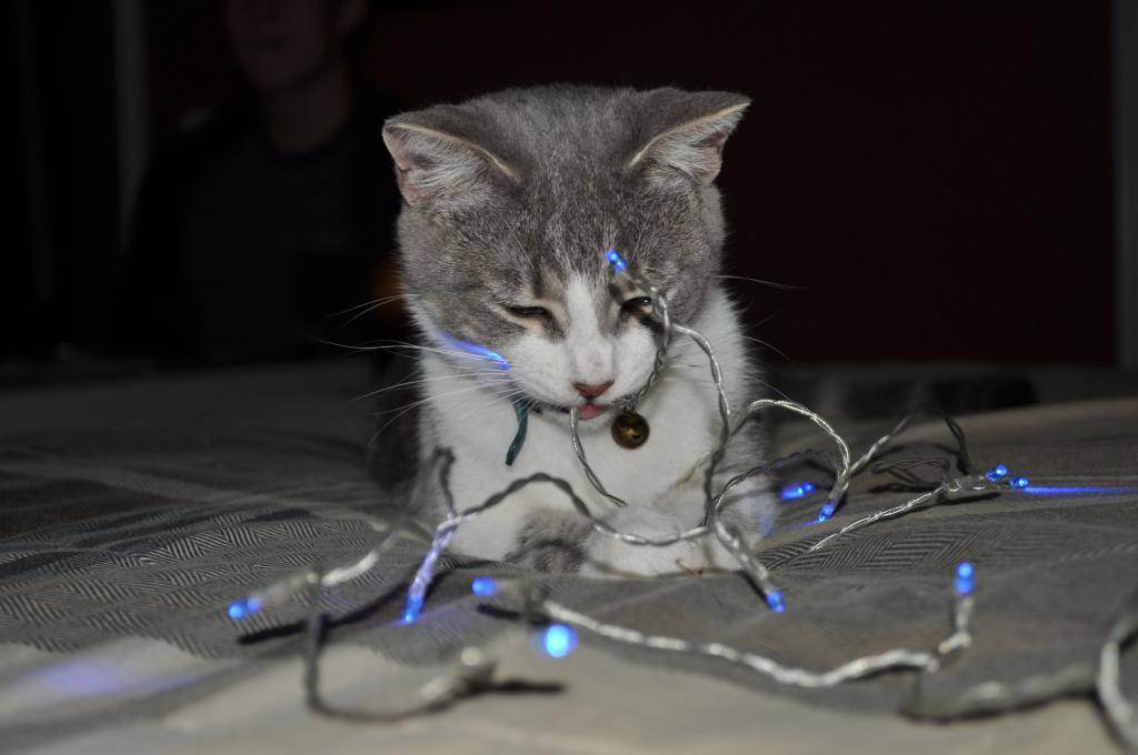 6 способов отучить кошку грызть провода