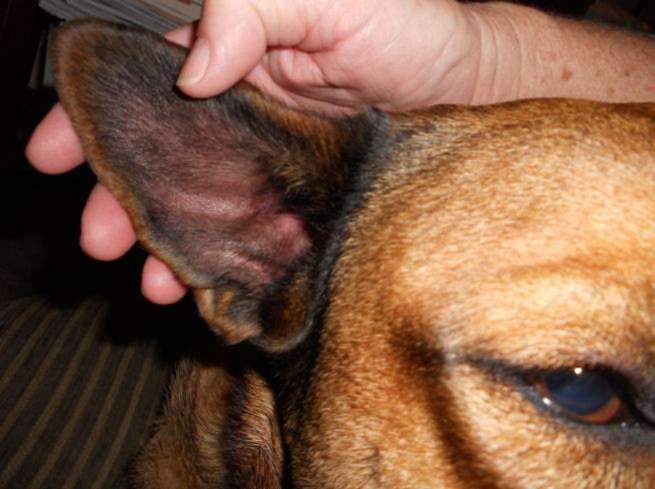 Топ 11 причин почему воняют уши собаки: грибами, рыбой, сладковатый неприятный запах — способы лечения