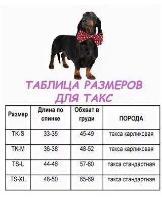 Русский той терьер: описание породы, характристика, уход и содержание, чем кормить щенка, стандарты | zoosecrets
