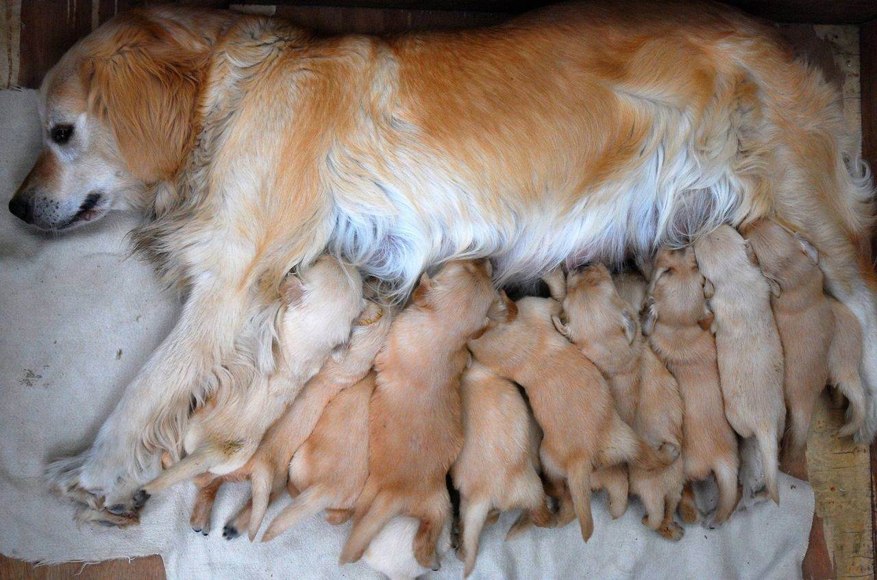 Беременность у собак немецкой овчарки - срок беременности, сколько вынашивает щенков