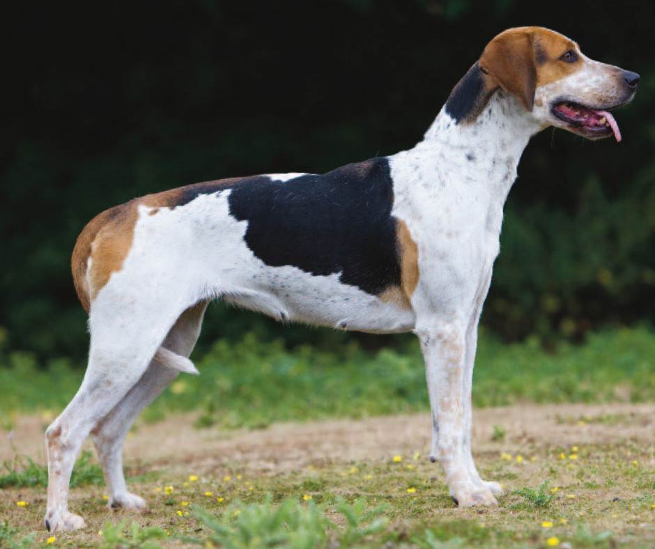 Характеристика собак породы американский фоксхаунд с отзывами и фото