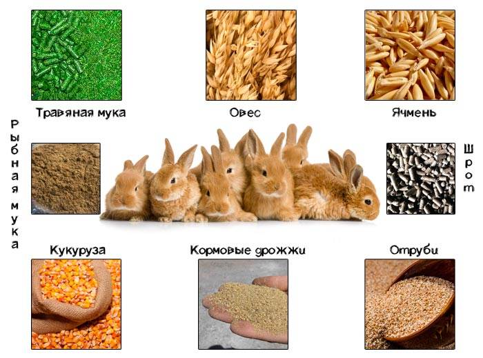 Каким зерном нужно кормить кроликов дома, что лучше — ячмень или овес
