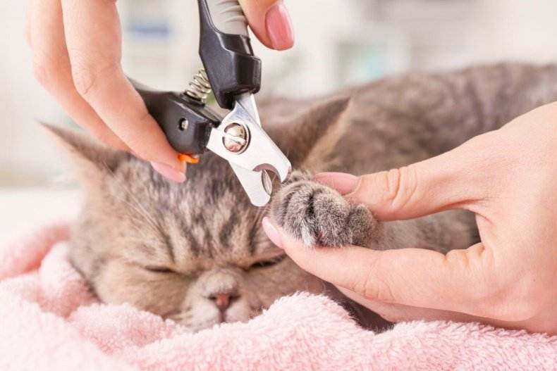 8 простых советов как обрезать когти коту
