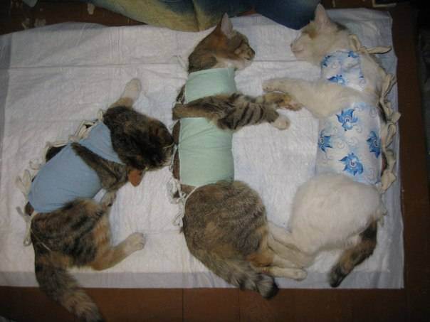 Кошка после стерилизации просит кота и продолжает метить: причины, чем помочь питомице