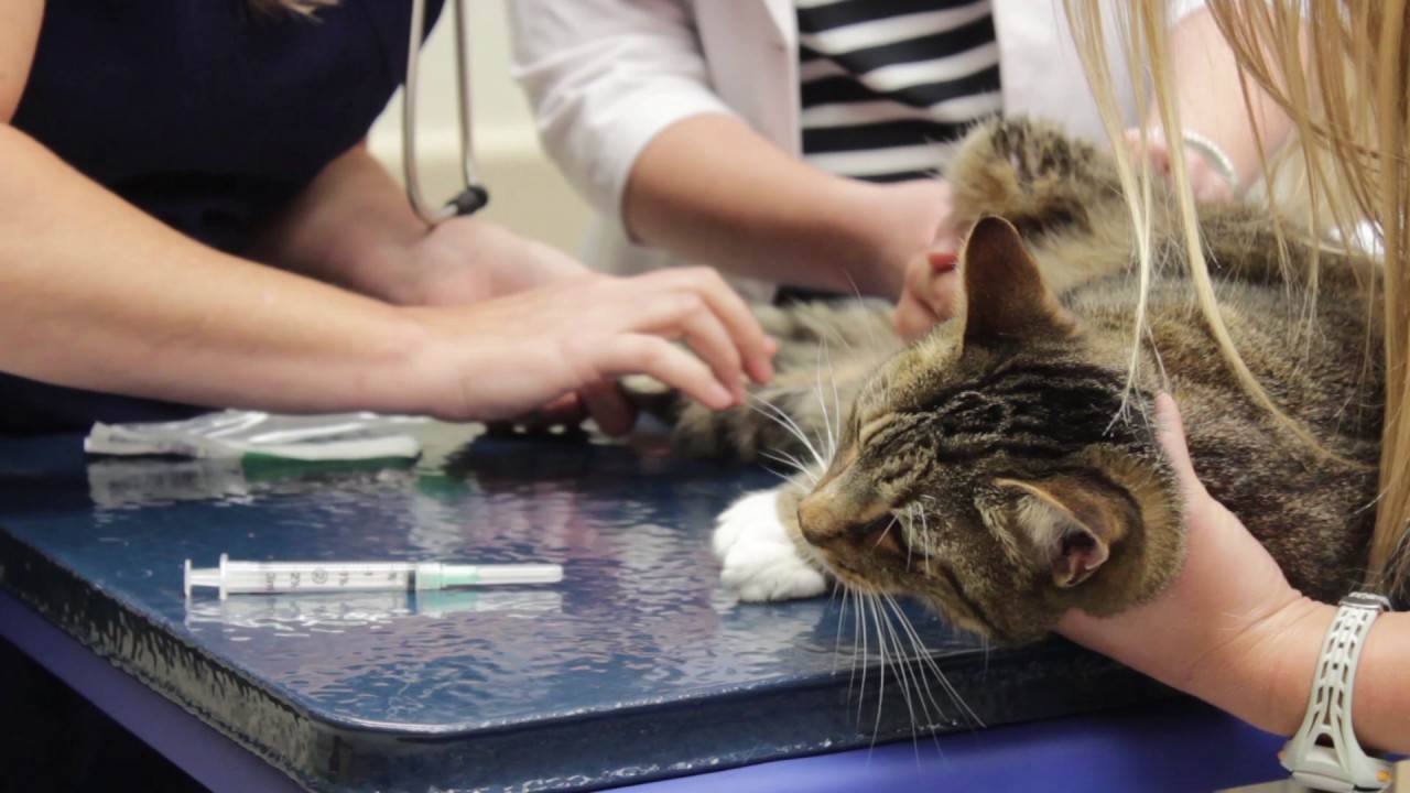 Сердечная недостаточность у кошек и котов: симптомы и лечение, осложнения, прогнозы, необходимость диагностики