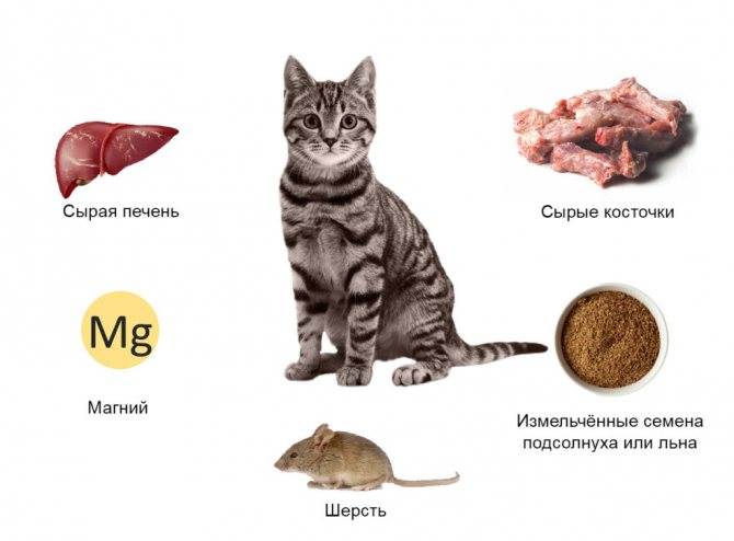 Запор у кошки: виды, симптомы, причины, лечение | ваши питомцы