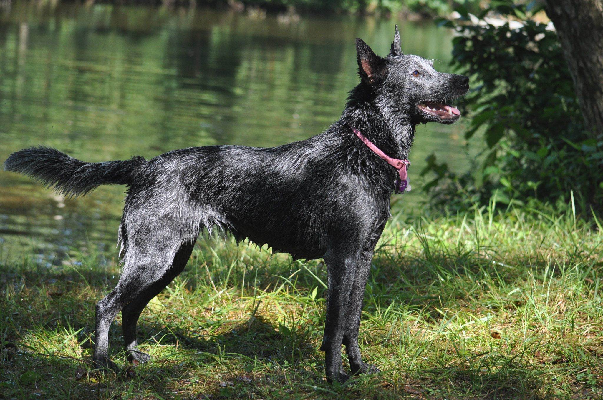 Черные собаки: большие, маленькие породы – список