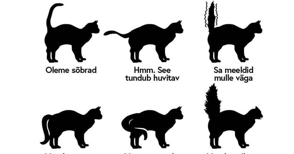 Почему коты и кошки виляют хвостом: что это значит