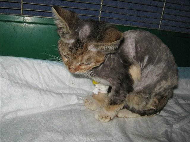 Панлейкопения у кошек: как лечить и профилактировать болезнь