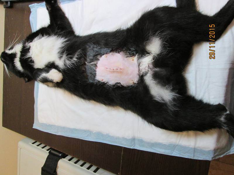 Попона для кошки после стерилизации своими руками: как сшить и правильно надевать бандаж?