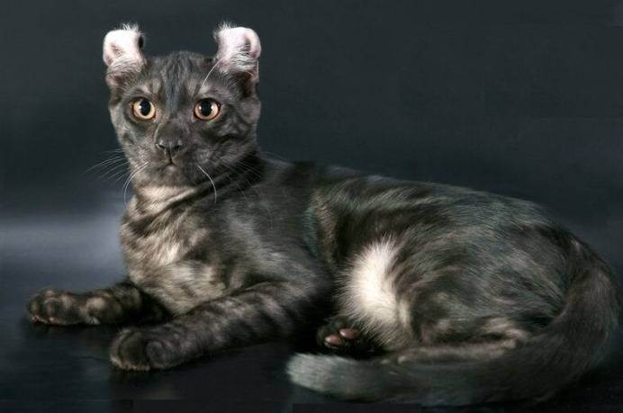 Американский кёрл — порода кошек с загнутыми ушами, особенности характера, отзывы владельцев
