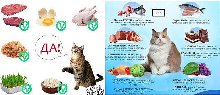 Корм для кошки: рекомендации ветеринара, как правильно выбрать корм