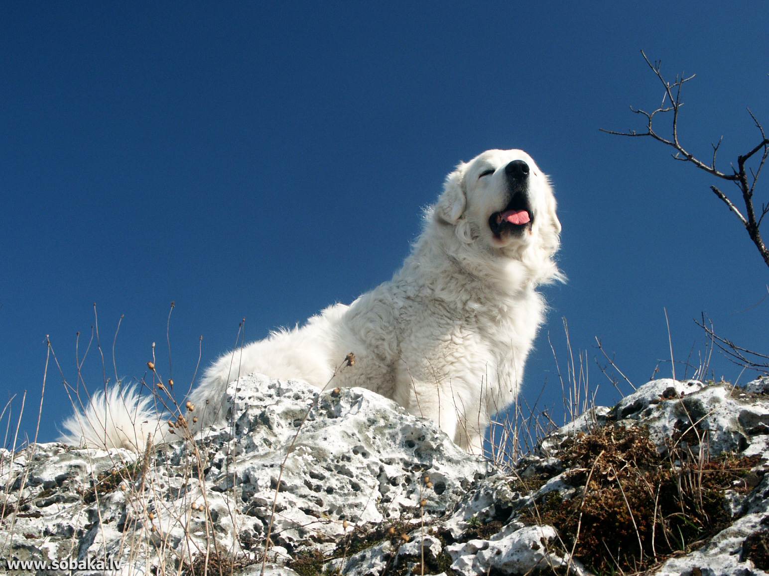 Польская подгалянская овчарка: описание породы собак и фото, особенности содержания