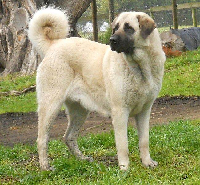 Порода пастушьих собак турецкий кангал — описание, характеристики