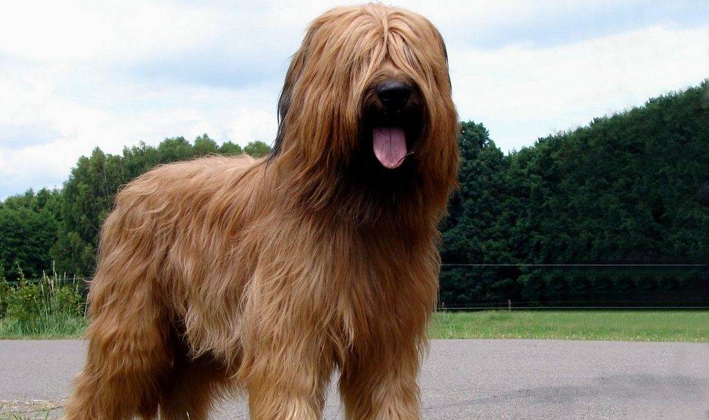 Характеристики собак породы бриар: внешний вид, размеры и продолжительность жизни