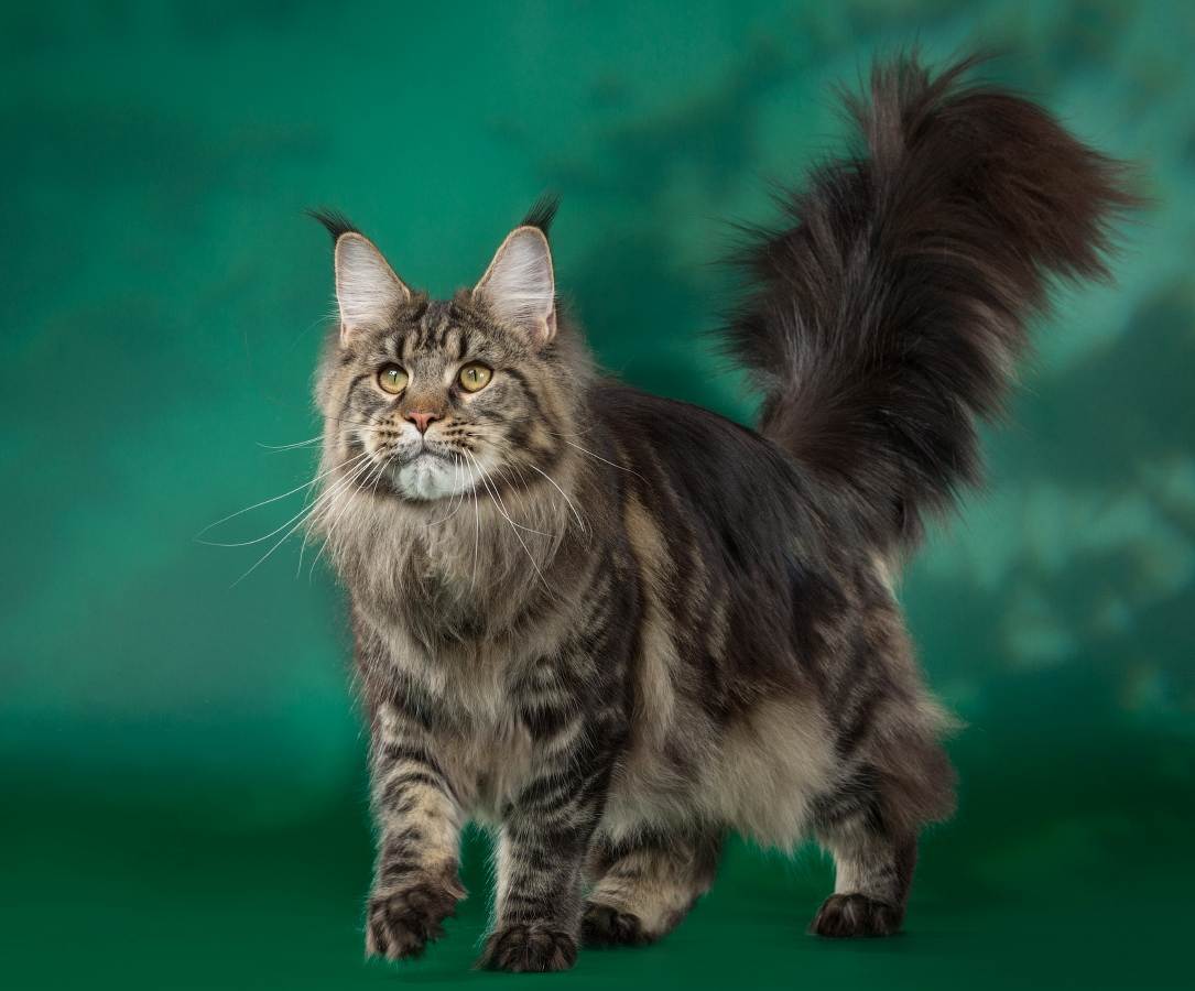 Порода кошек мейн-кун описание породы, характер и стоимость