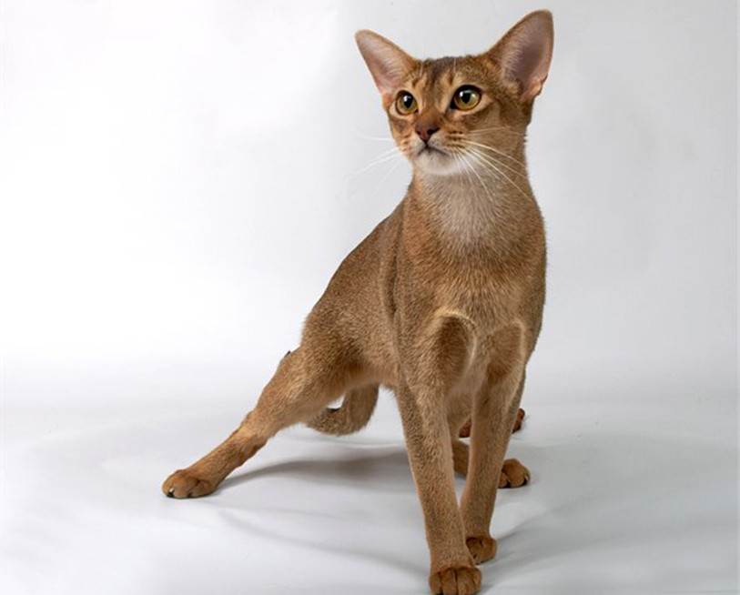 Абиссинская кошка - описание и стандарт породы, характер и особенности поведения, уход в домашних условиях