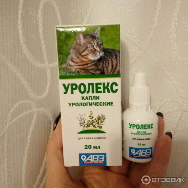 Уролекс — первая помощь при заболеваниях органов мочеполовой системы у кошек