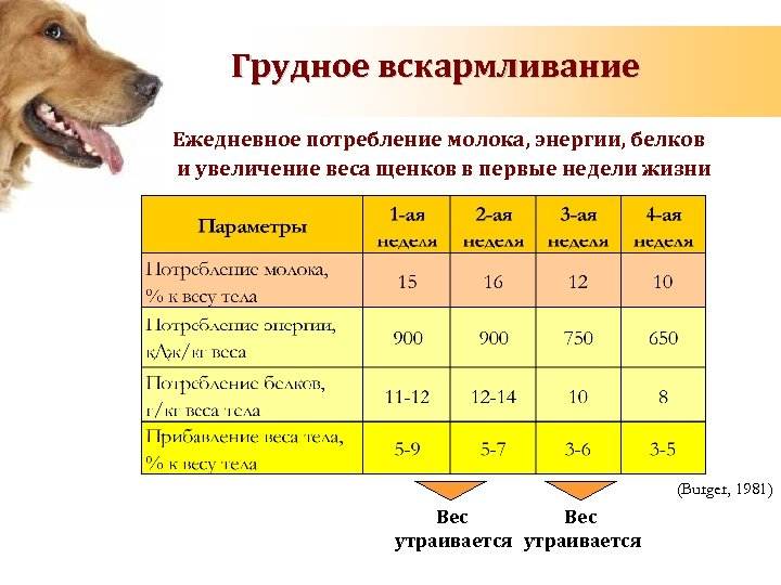 Сколько живут лабрадоры в домашних условиях, и как продлить жизнь собаке?