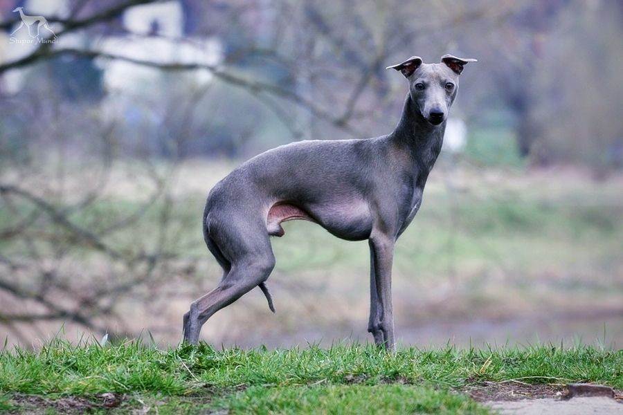 Обзор собак породы левретка (малая итальянская борзая): стандарт, уход и фото
