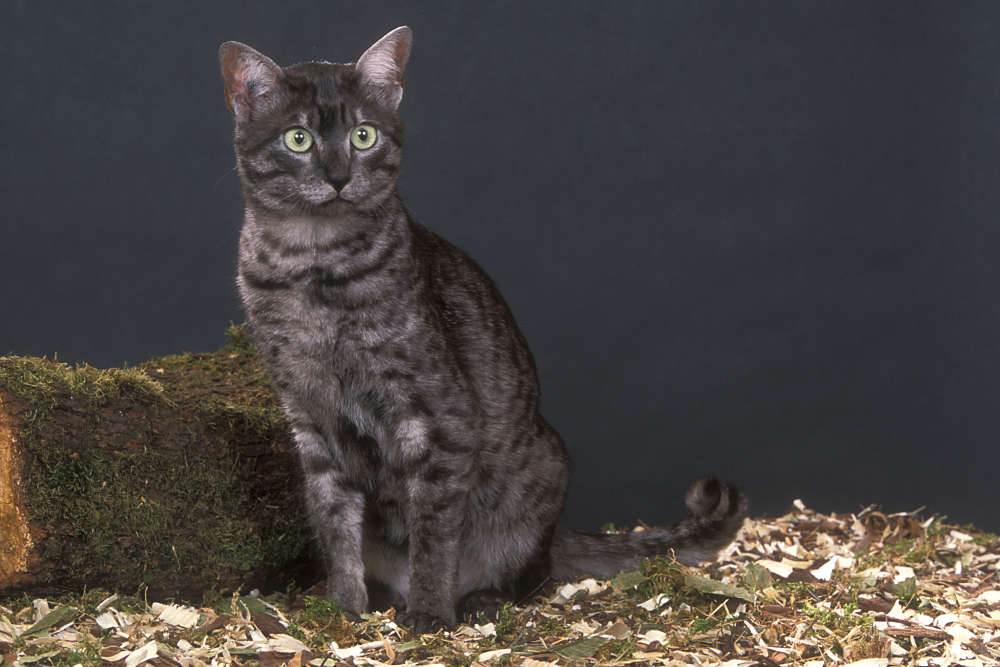 Кошка азиатская табби фото описание породы, характер, достоинства и недостатки, сколько стоит