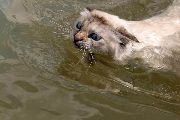 Почему кошки боятся воды? | ваши питомцы