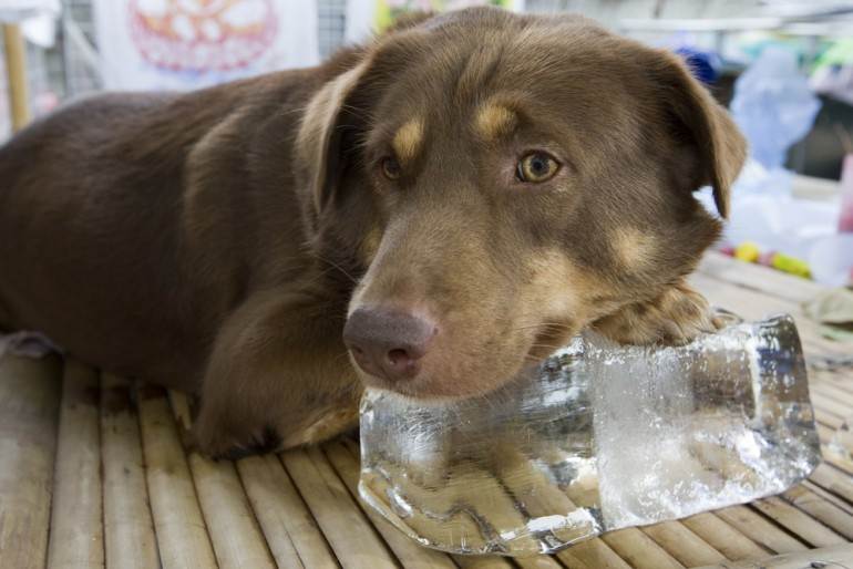 Животные тоже страдают от жары: как уберечь питомца от теплового удара // нтв.ru