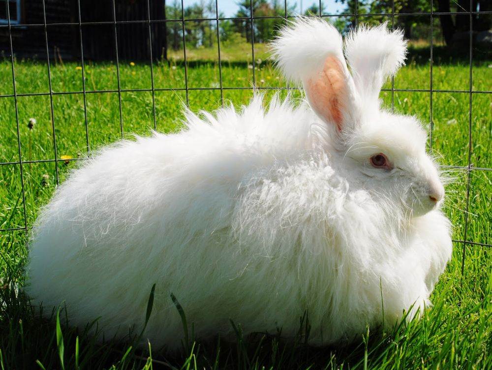 Английский ангорский кролик — полезный и милый питомец