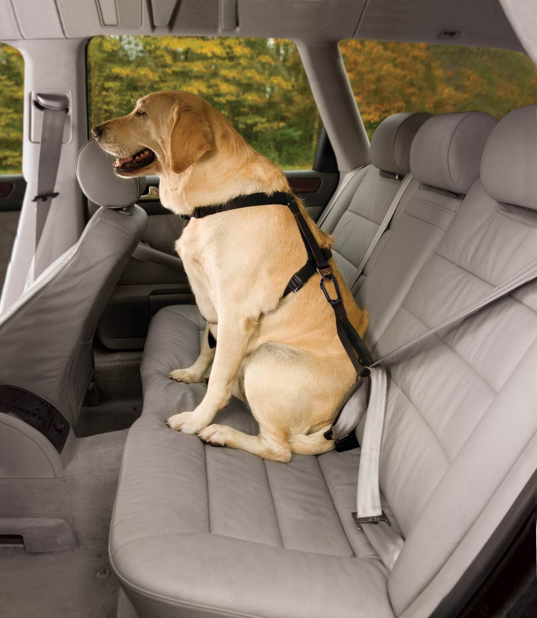 Перевозка собак в машине - инструкция