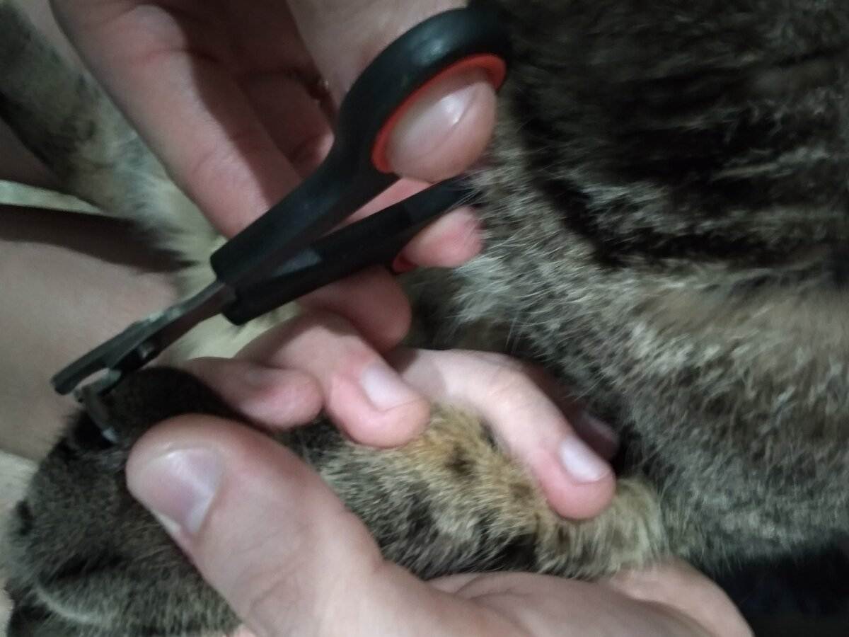 Как подстричь когти кошке быстро и безопасно – делюсь личным опытом