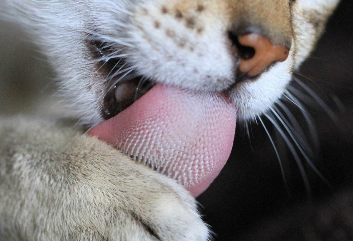 Физики объяснили, зачем кошкам шершавый язык — сильные новости