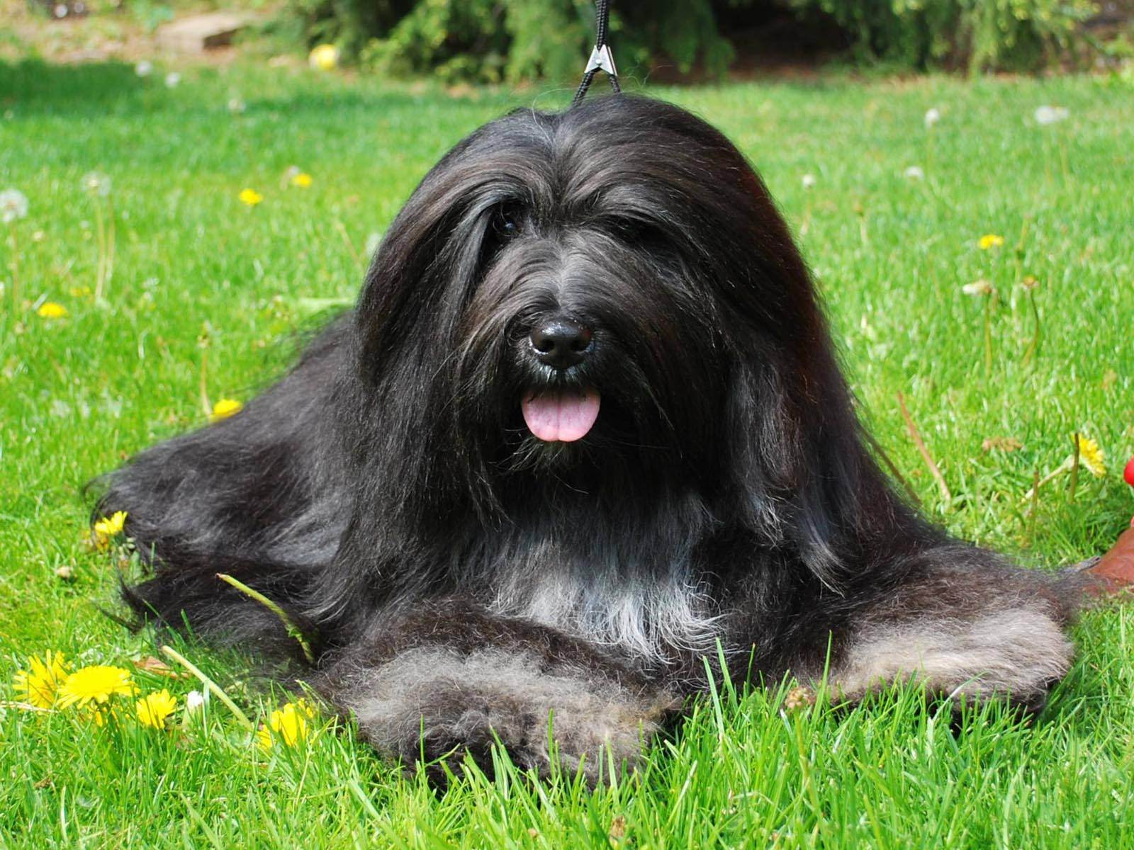 Бородатый колли – фото собаки, описание породы, цена щенка