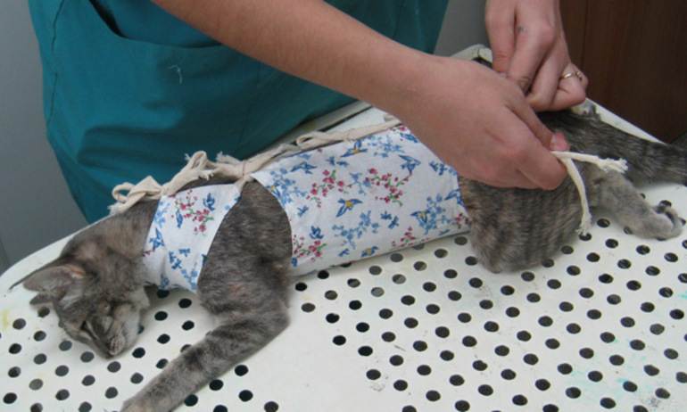 Когда стерилизовать кошку: лучший возраст по мнению ветеринаров, особенности операции в раннем, среднем и пожилом возрасте, можно ли стерилизовать кошку во время течки, беременности или после родов