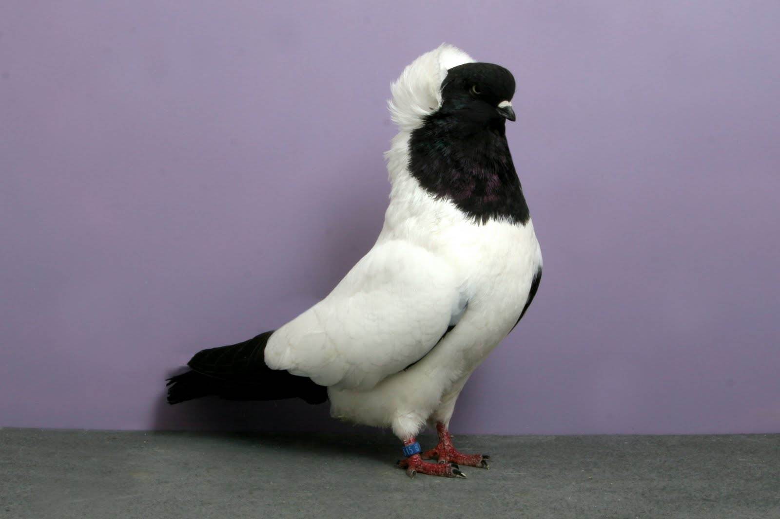 Виды голубей. описание, особенности, названия и фото видов голубей