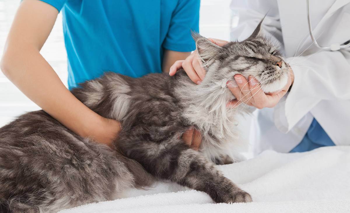 Чума у кошек: что такое панлейкопения, симптомы чумки у кошек, формы течения болезни, лечение и восстановление