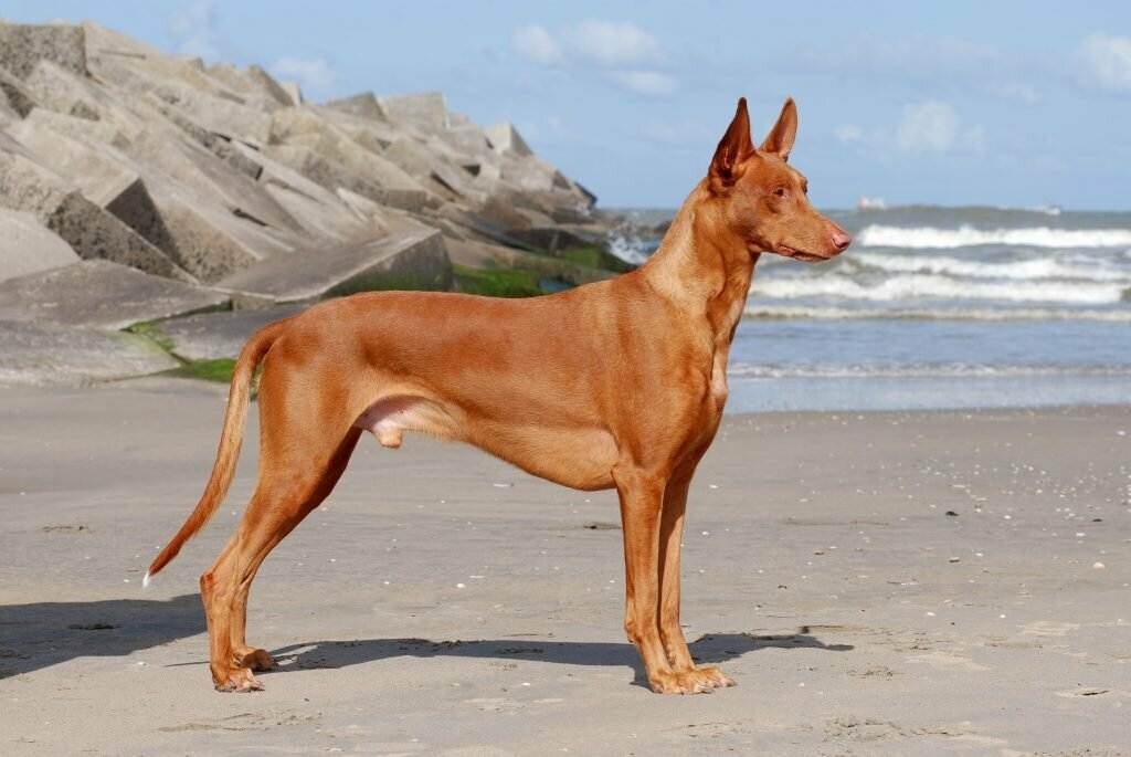 Фараонова собака: характеристика и описание породы, фото