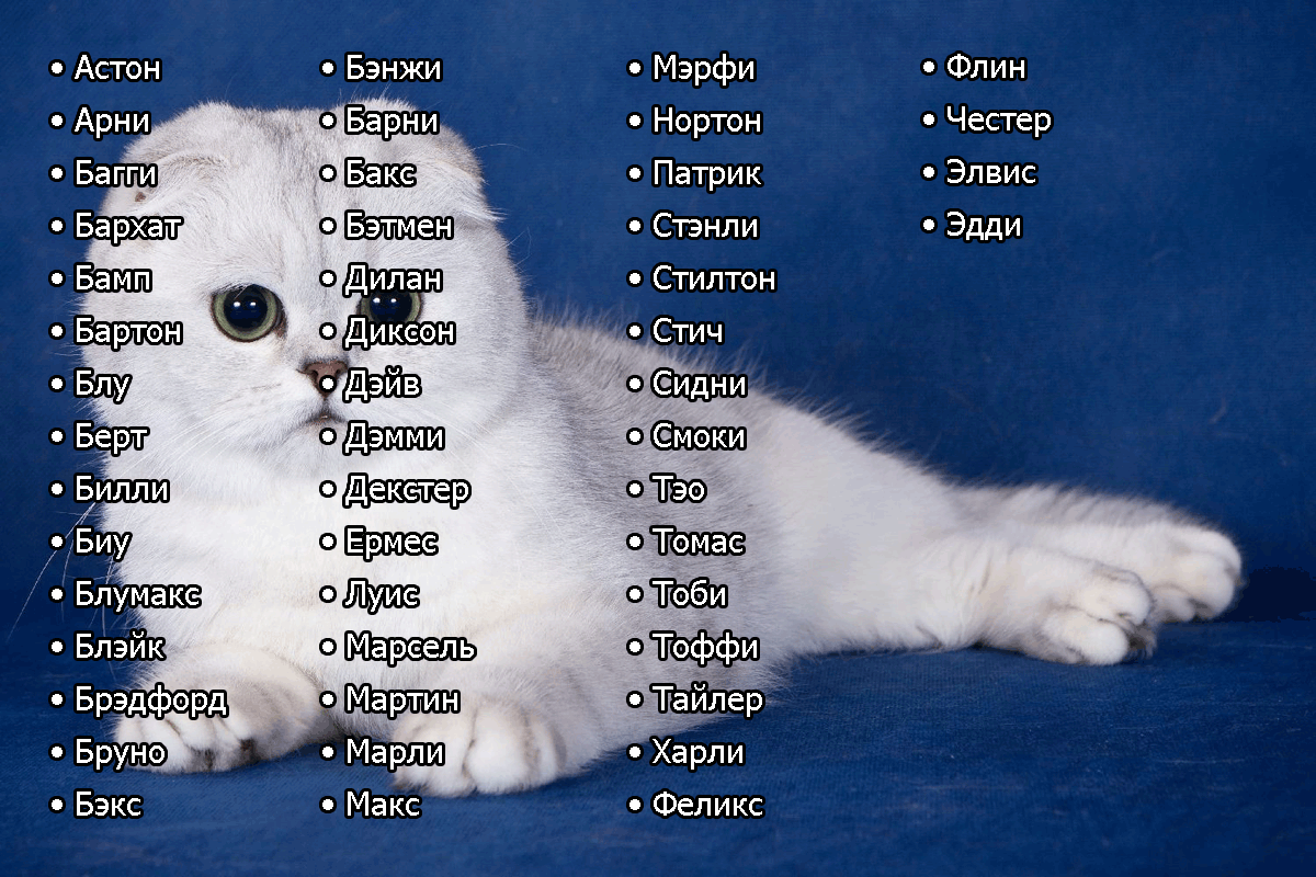 Имена и клички для котов: как назвать котенка мальчика серого, белого, чёрного, рыжего и других окрасов