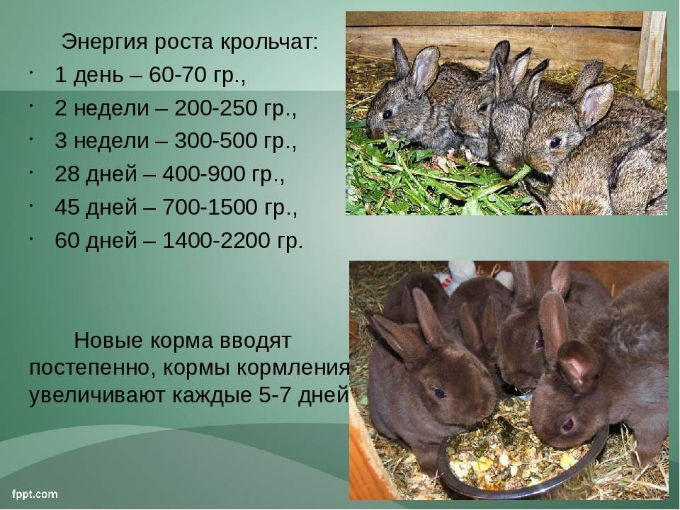 Карликовый кролик: описание породы и фото