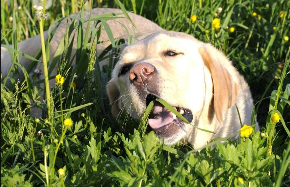Почему собака ест траву - проблема ли это, что делать