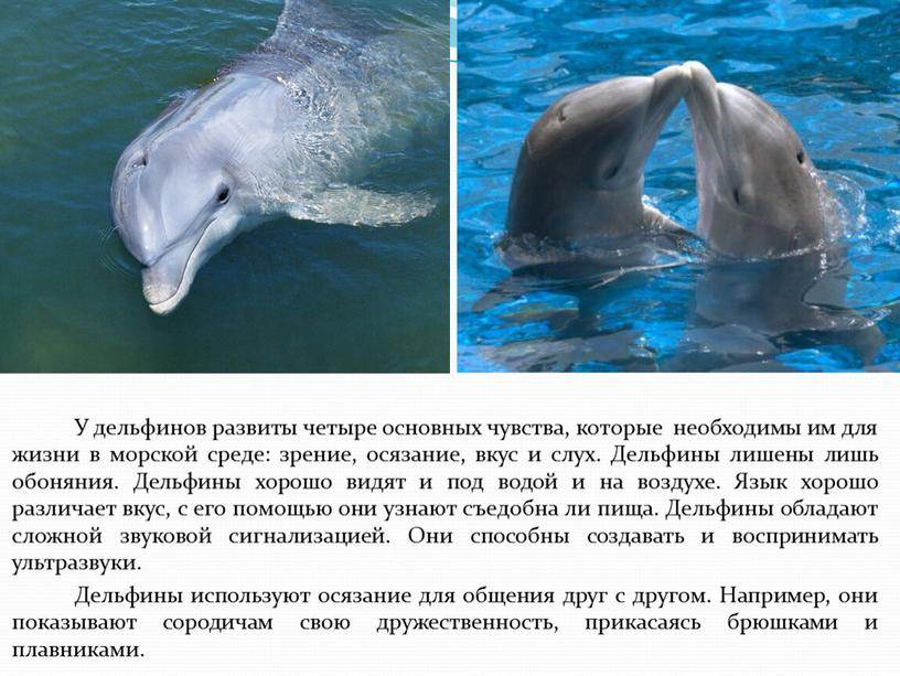 О чем поют киты? французский исследователь — об изучении «языка» китов и дельфинов