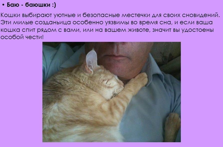 Чувства и эмоции домашних котов – pet-mir.ru