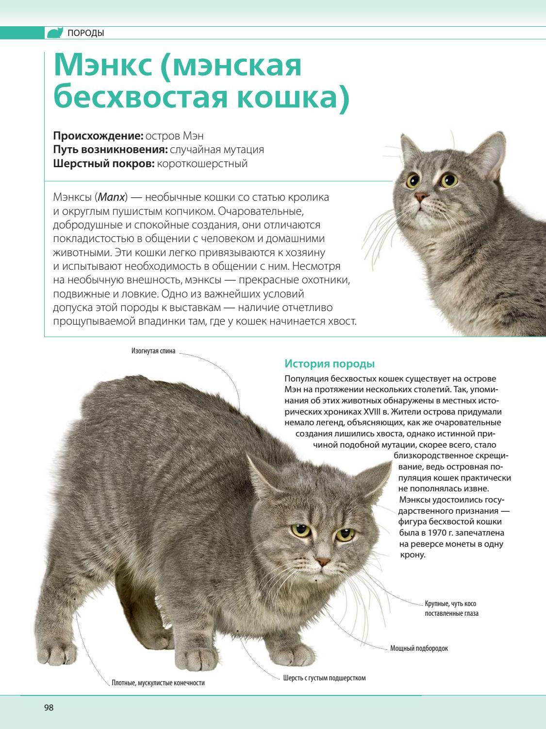 Корат (кошка): фото, описание породы и характер
