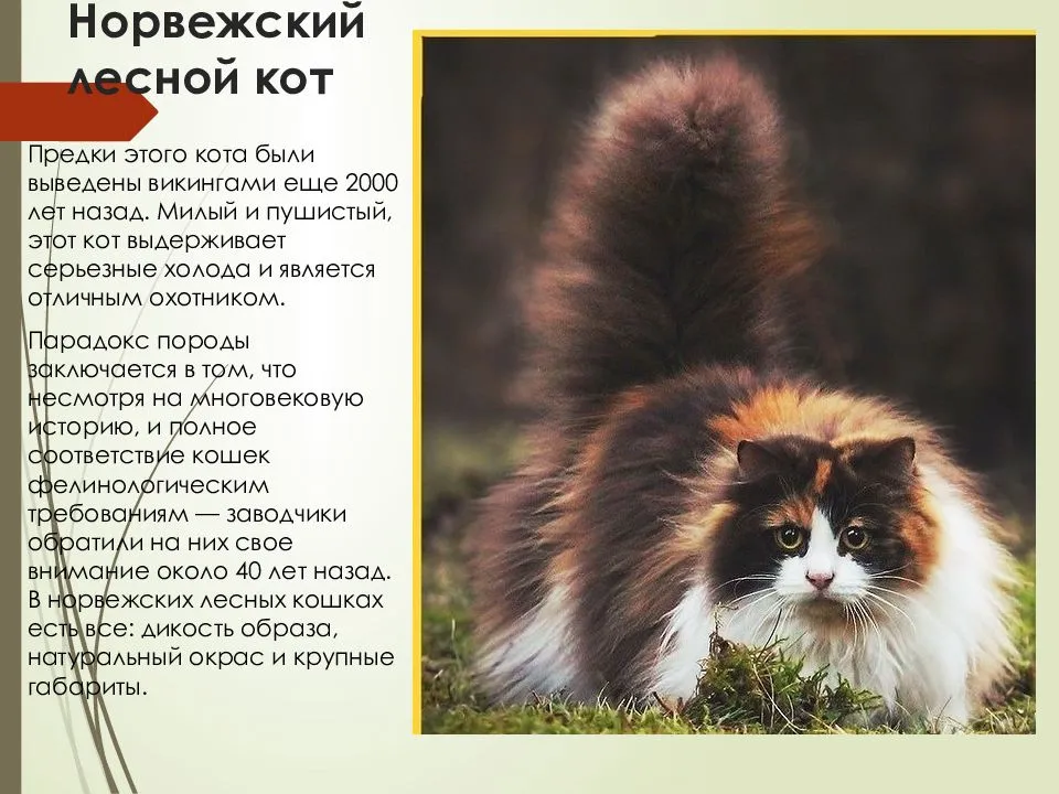 Норвежская лесная кошка: описание породы, характер, фото