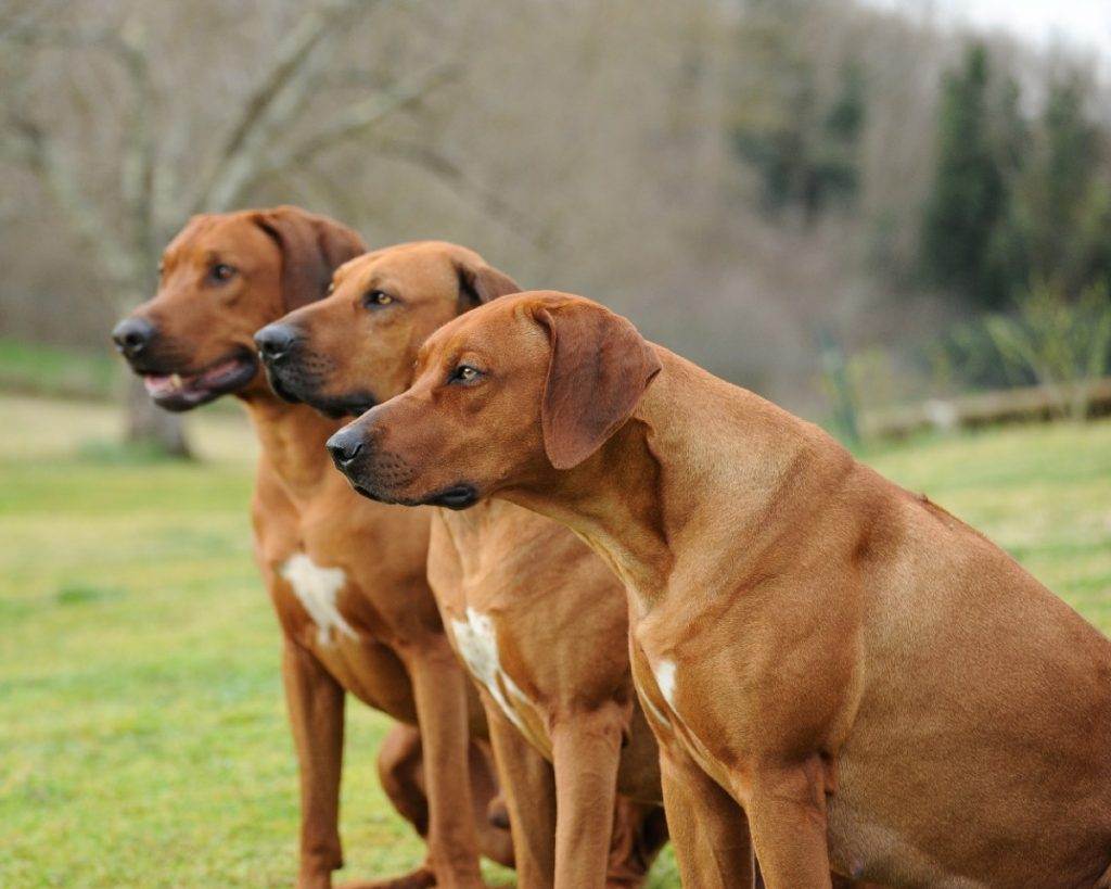 Родезийский риджбек: фото и характеристика породы собак
родезийский риджбек: фото и характеристика породы собак