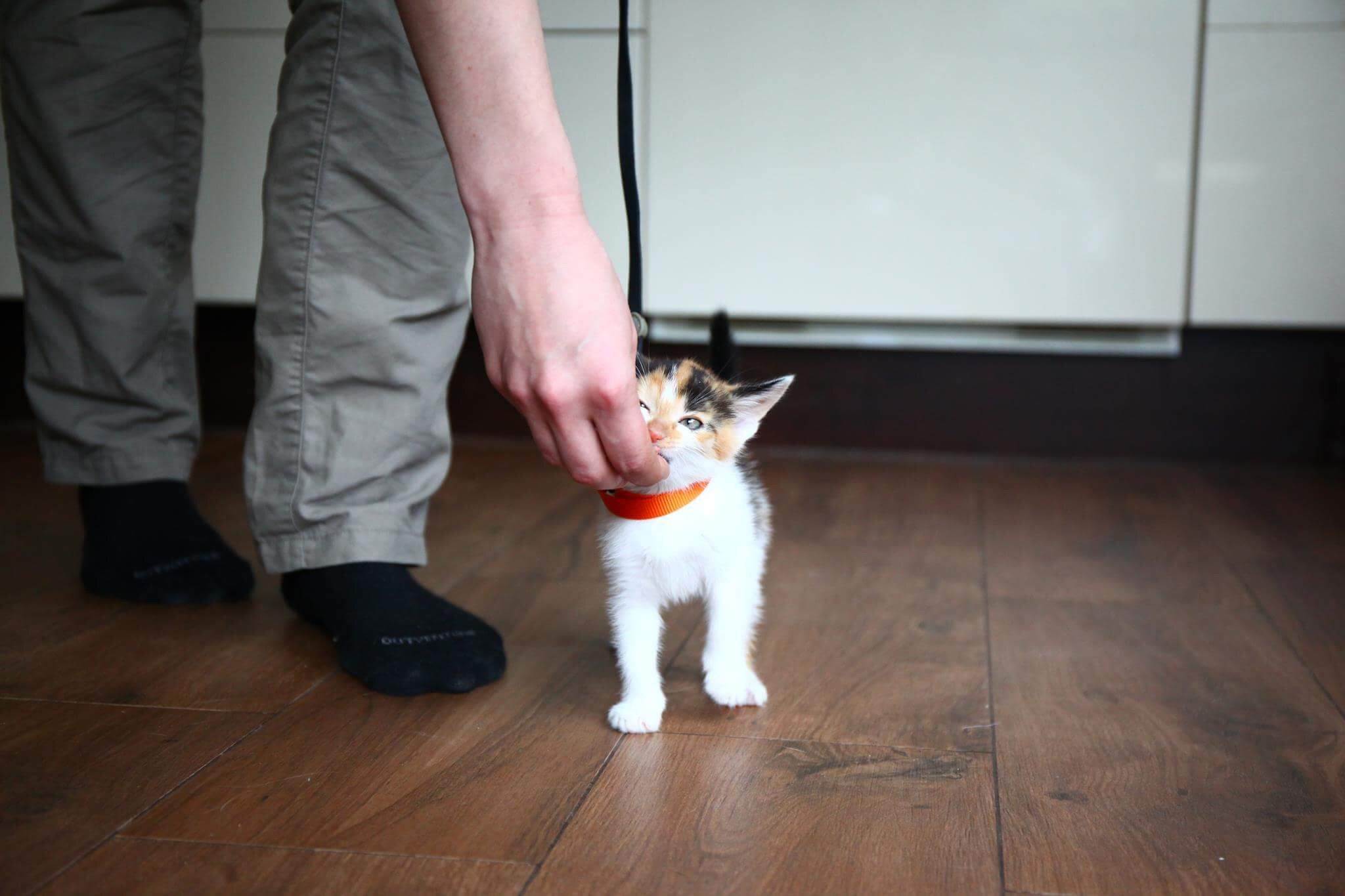Дрессировка кошек в домашних условиях для начинающих. какие коты поддаются обучению: как научить котенка выполнять команды