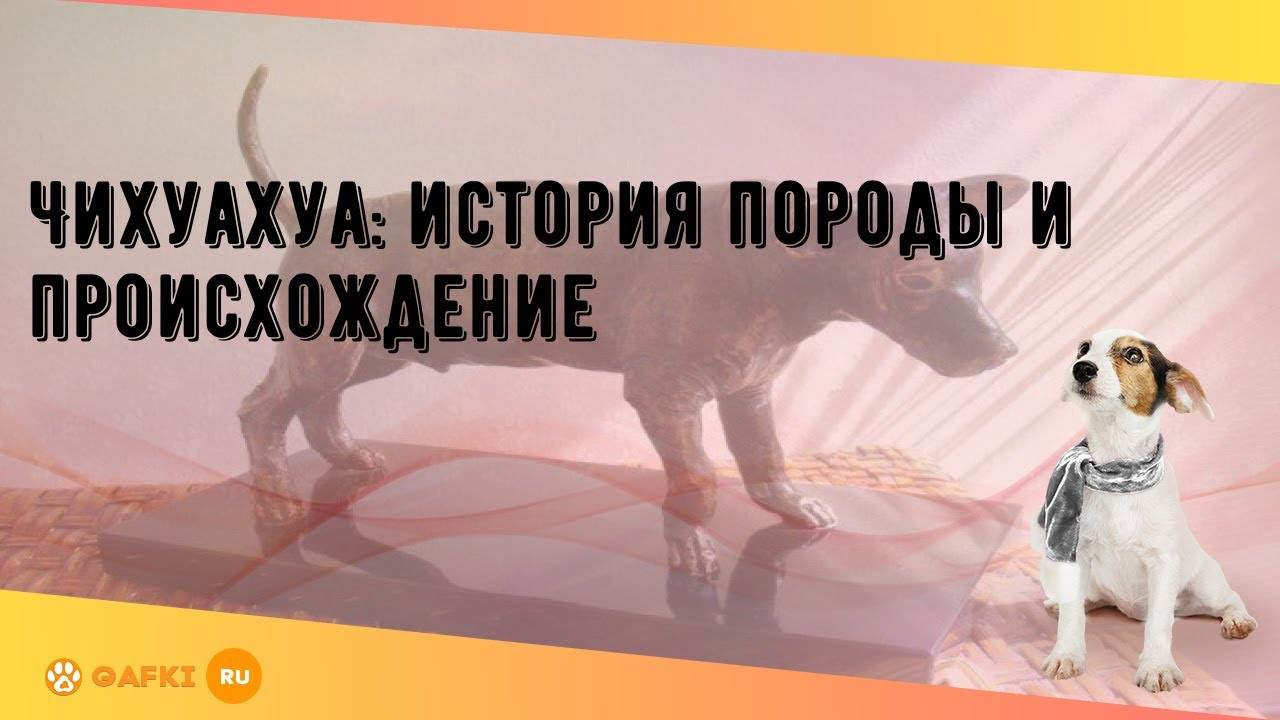 Чихуахуа история породы, чихуахуа происхождение породы