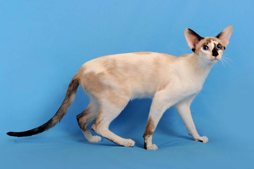 Сококе: описание породы кошек, характер, отзывы (с фото и видео)