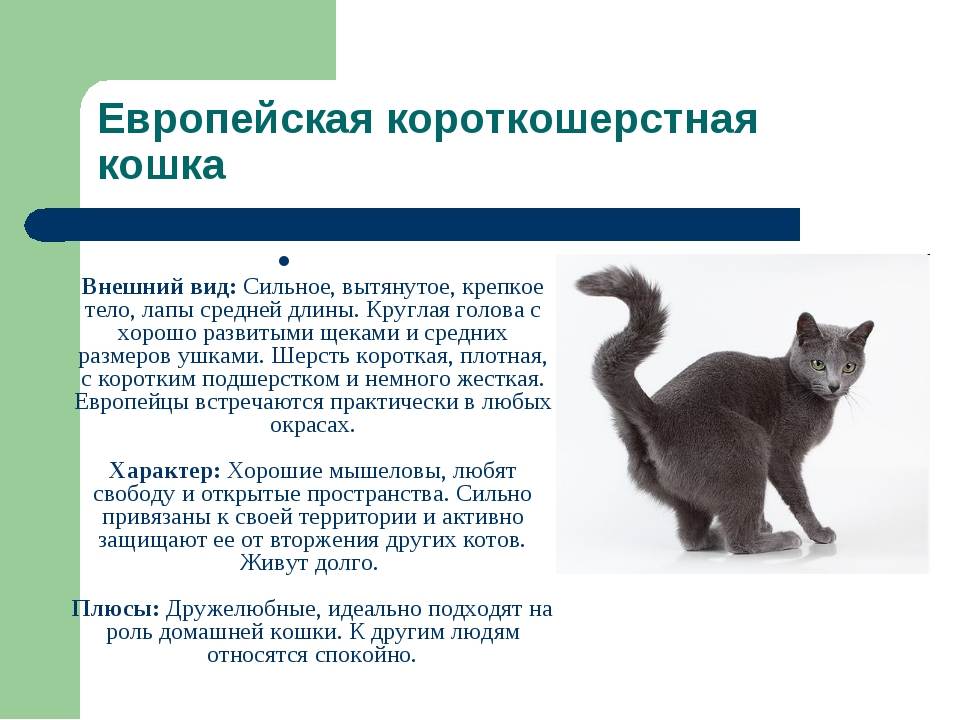 5 типов кошек. Кошки породы европейская короткошерстная характер. Европейская короткошёрстная кошка описание породы. Европейская кошка короткошерстная фото описание породы характер. Внешний вид кошки описание.